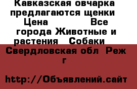 Кавказская овчарка -предлагаются щенки › Цена ­ 20 000 - Все города Животные и растения » Собаки   . Свердловская обл.,Реж г.